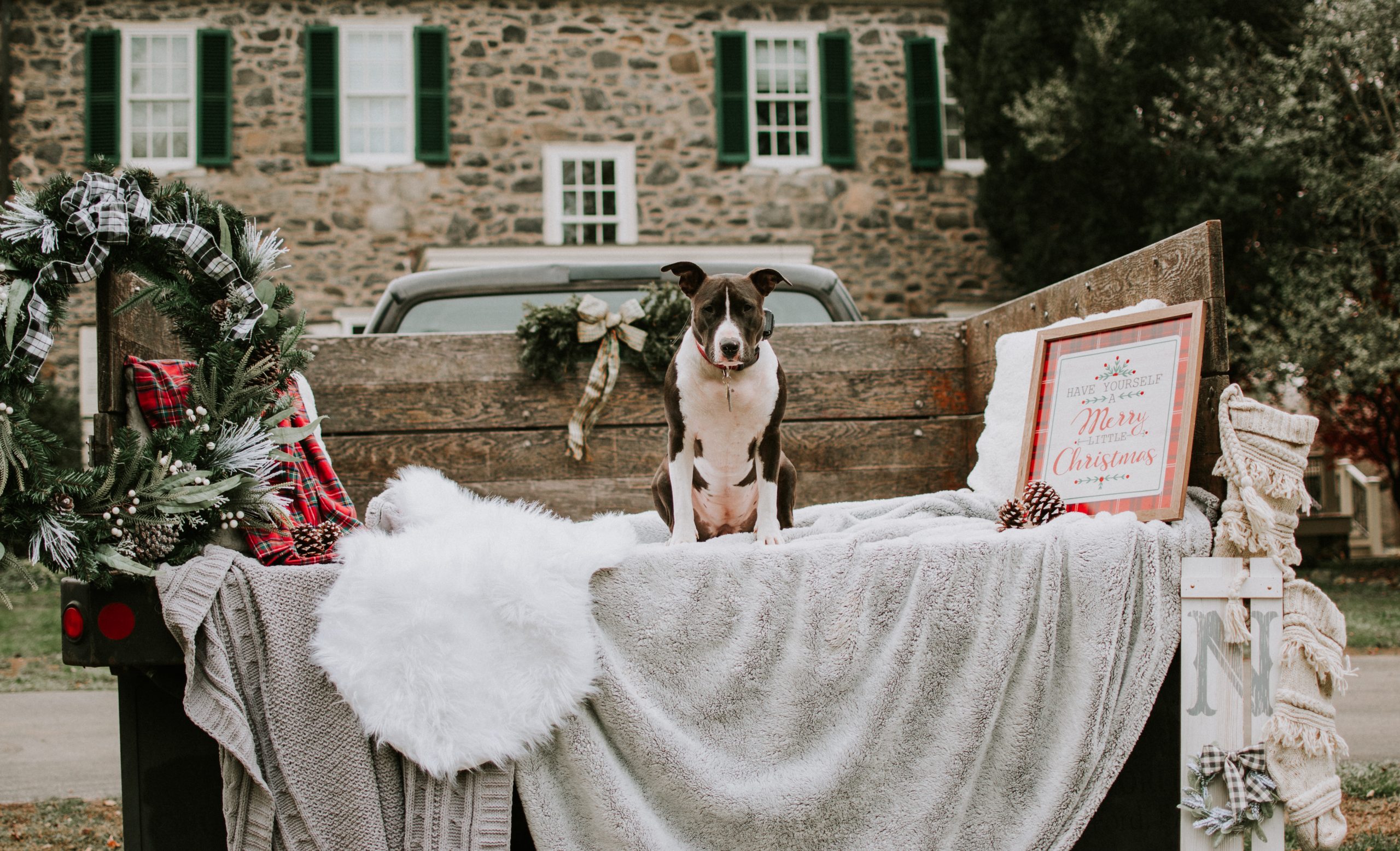 Photo of a dog on a trailer decorated for Christmas at Grace Winery